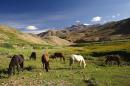 Markha Valley Trekking